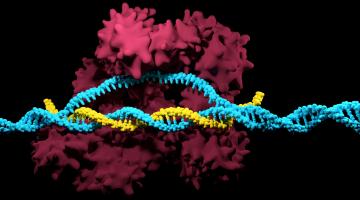 Gene editing Cas9 protein