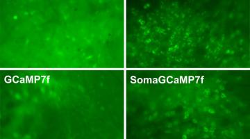 Using a new calcium indicator that accumulates in the cell bodies of neurons (boxes at right), MIT neuroscientists are able to more accurately image neuron activity. Traditional calcium indicators (boxes at left) can generate crosstalk that blur...