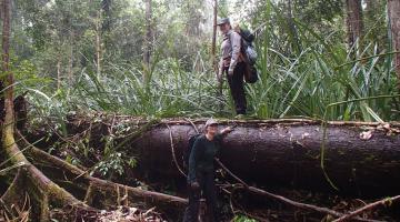 In this photo, Alison Hoyt stands on top of a log during a research trip in a peat swamp forest in Borneo. Tropical peatlands are permanently flooded forest lands, where the debris of fallen leaves and branches is preserved by the wet environmen...