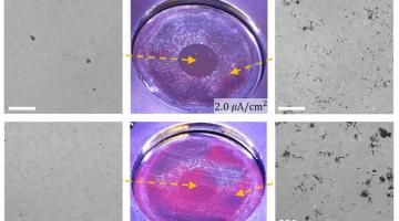 These optical and scanning electron microscope images show irradiated and unirradiated zones of a nickel-chromium alloy. The left side shows examples of foils with irradiation; instead of degrading the material as it almost always does, th...