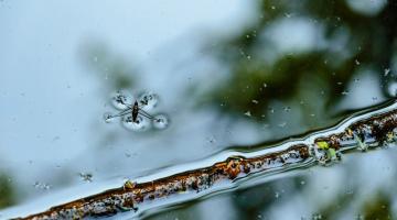 Research by John Lienhard and Kishor Nayar to understand how the surface tension of seawater changes with temperature and salinity has now become an international standard.Photo courtesy of the Department of Mechanical Engineering